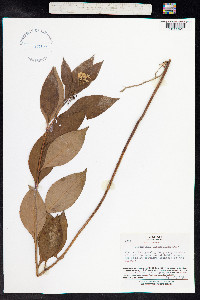 Lysimachia clethroides image