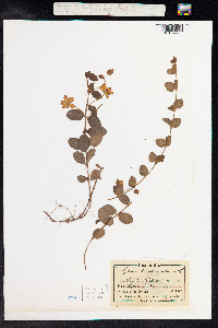 Lysimachia nummularia image
