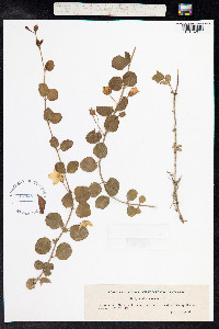 Lysimachia nummularia image