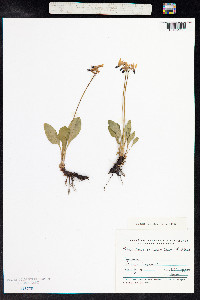 Primula frigida image