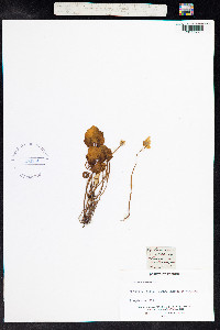 Image of Cyclamen purpurascens