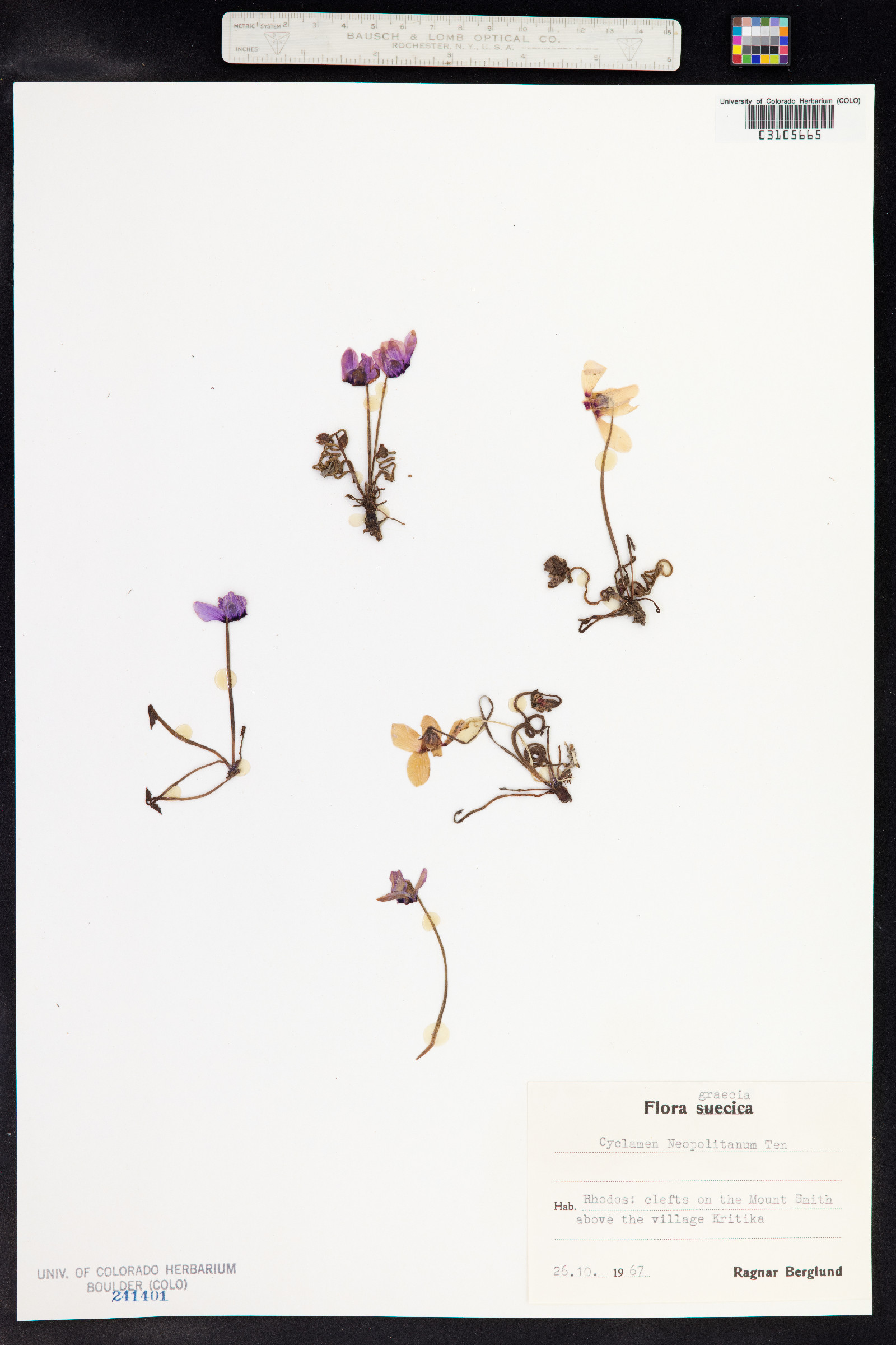 Cyclamen hederifolium image