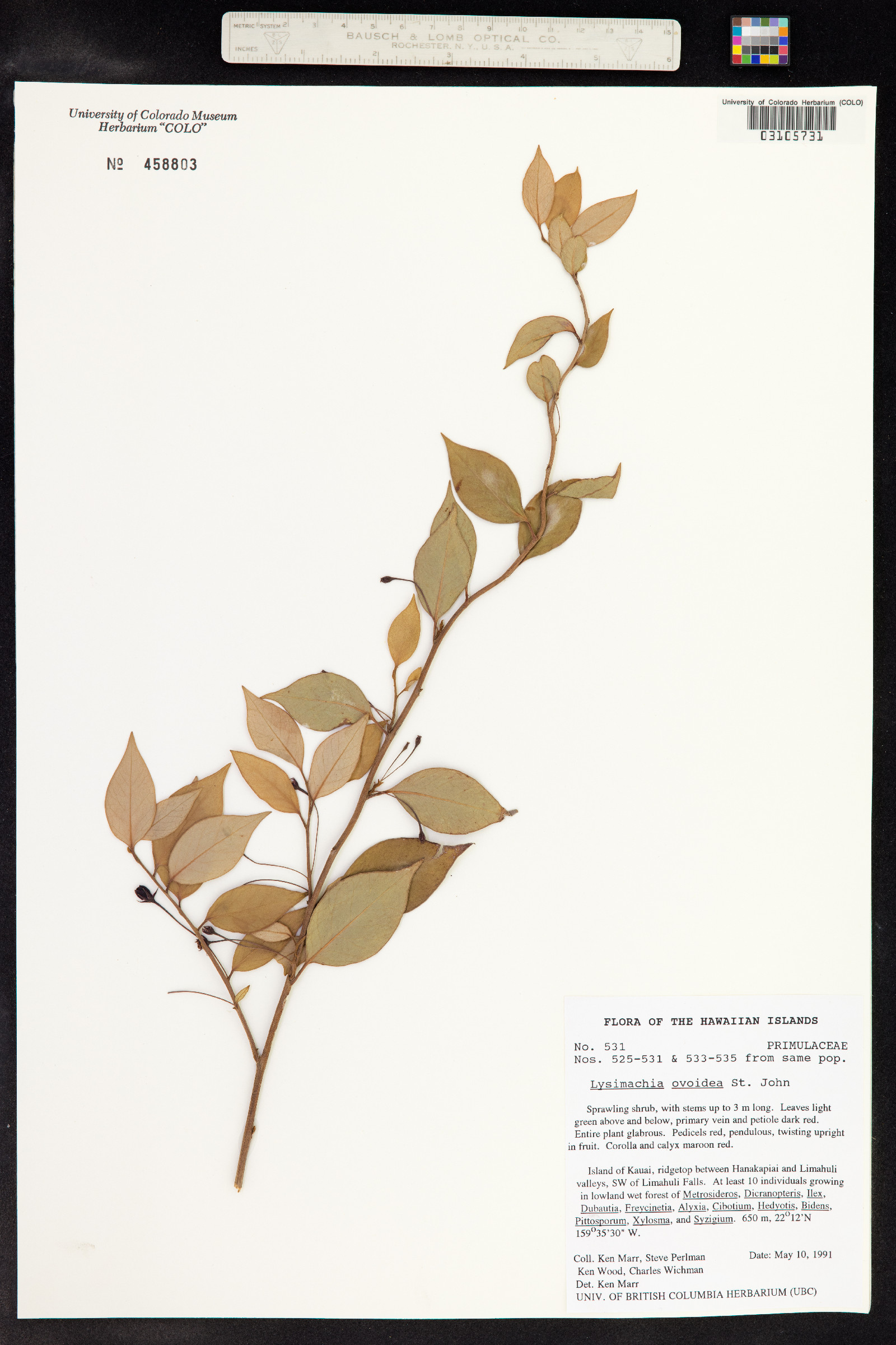 Lysimachia hillebrandii image