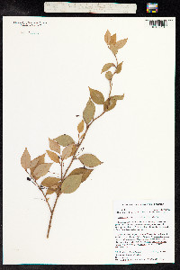Lysimachia hillebrandii image