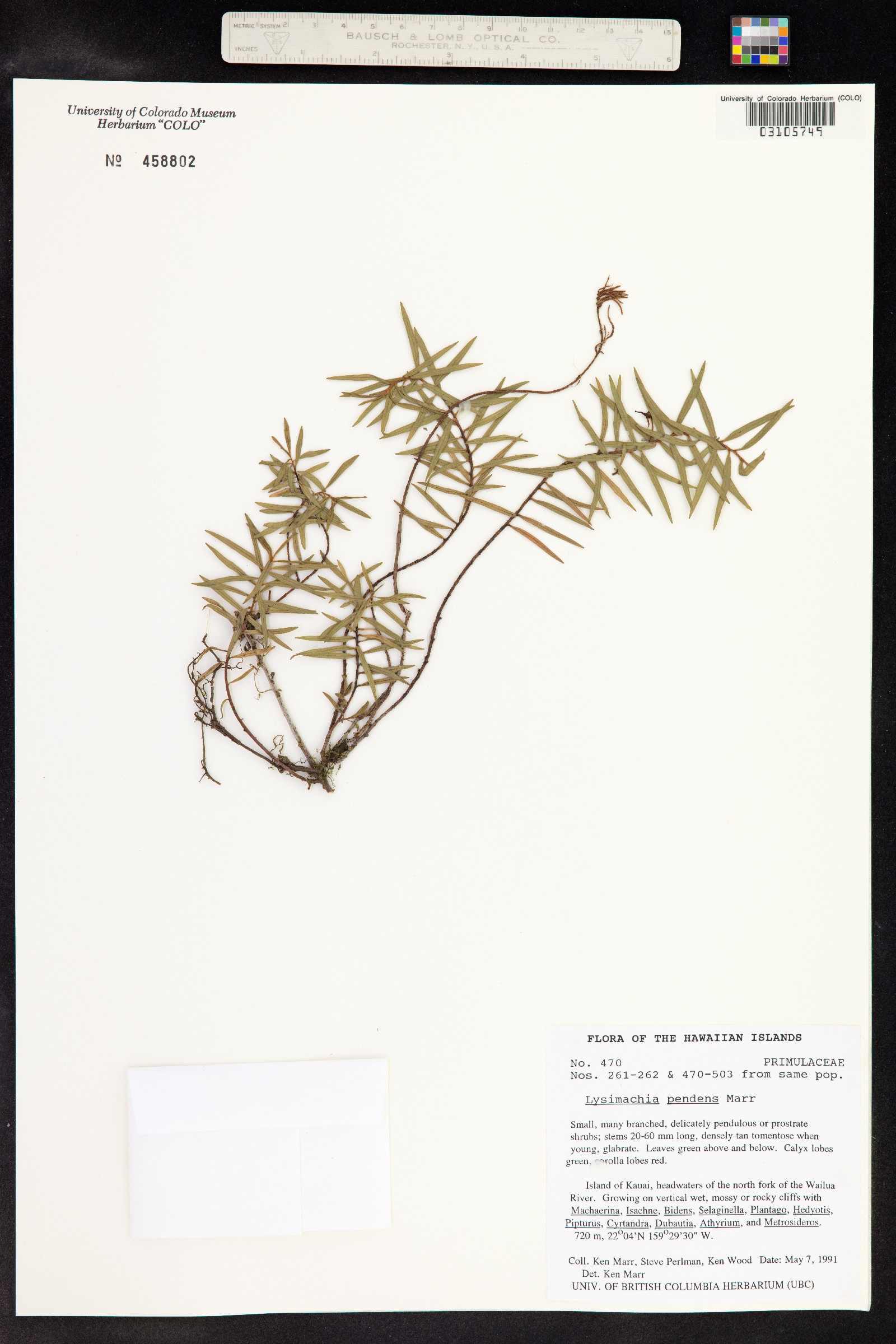 Lysimachia pendens image