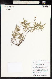 Image of Lysimachia pendens