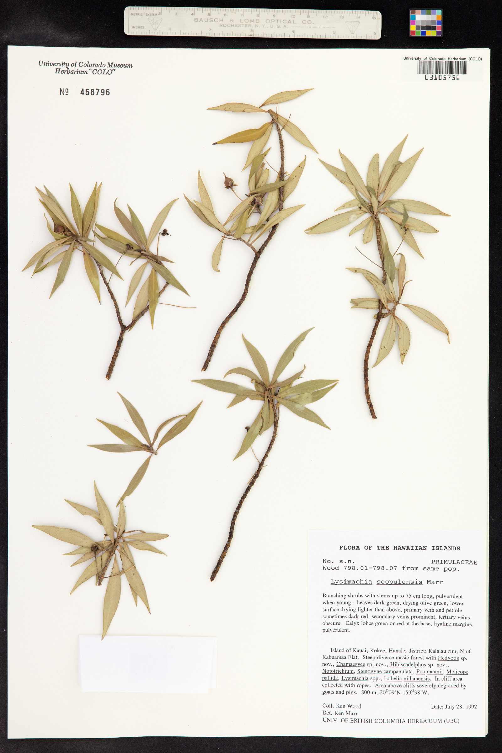 Lysimachia scopulensis image