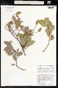 Image of Lysimachia hillebrandii