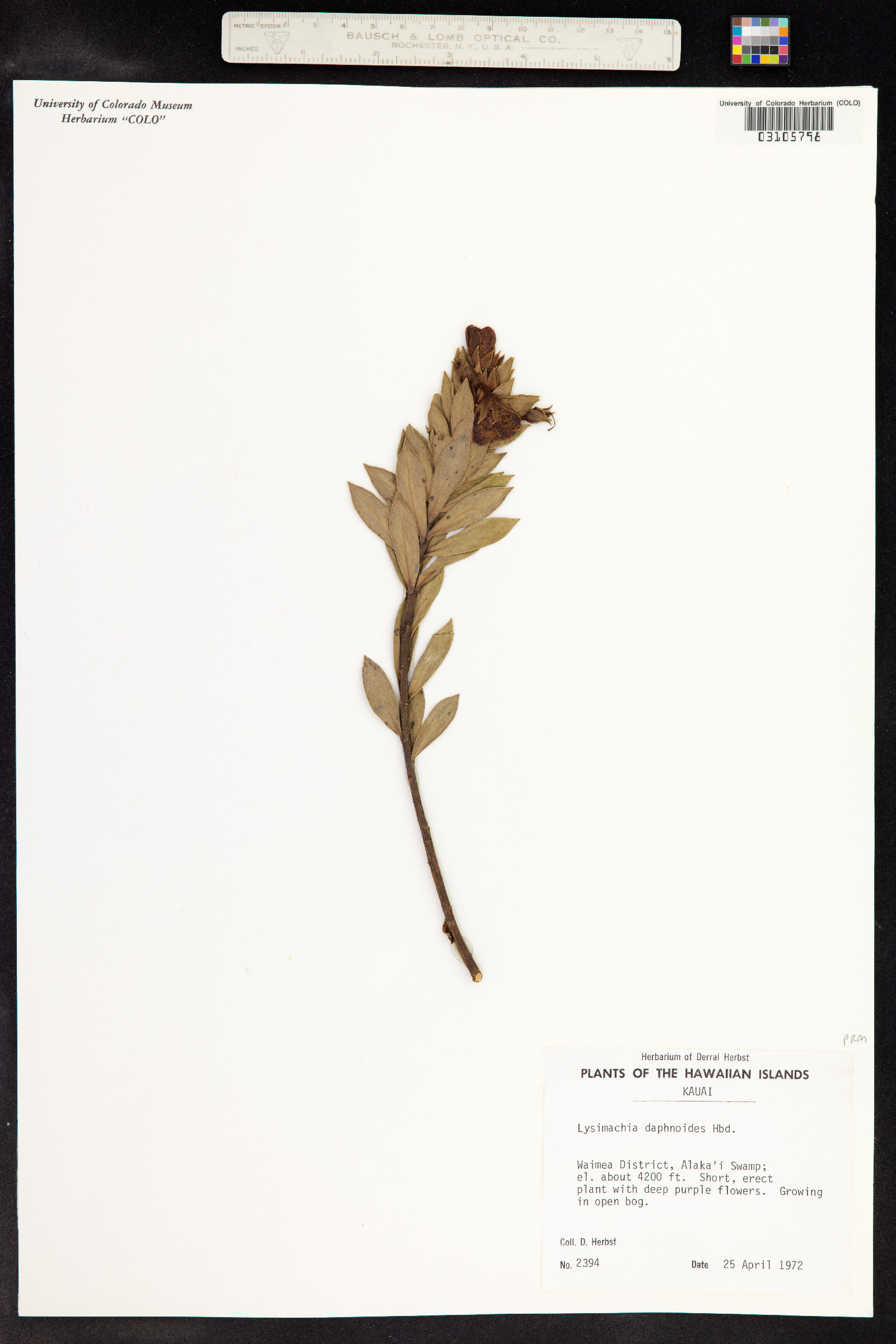 Lysimachia daphnoides image