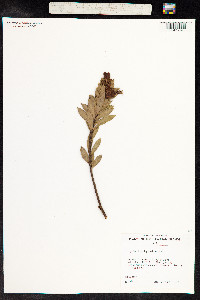 Image of Lysimachia daphnoides