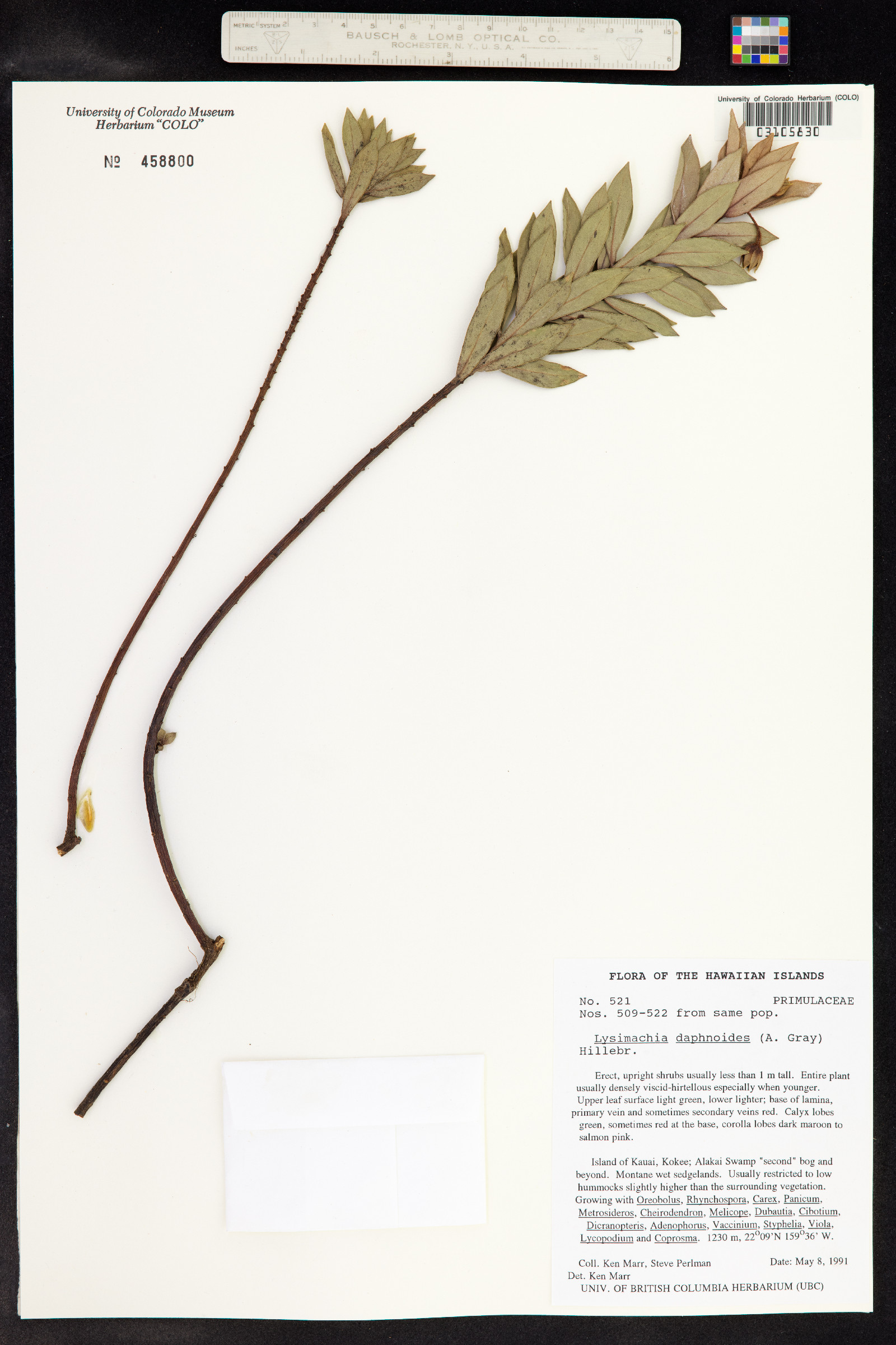 Lysimachia daphnoides image