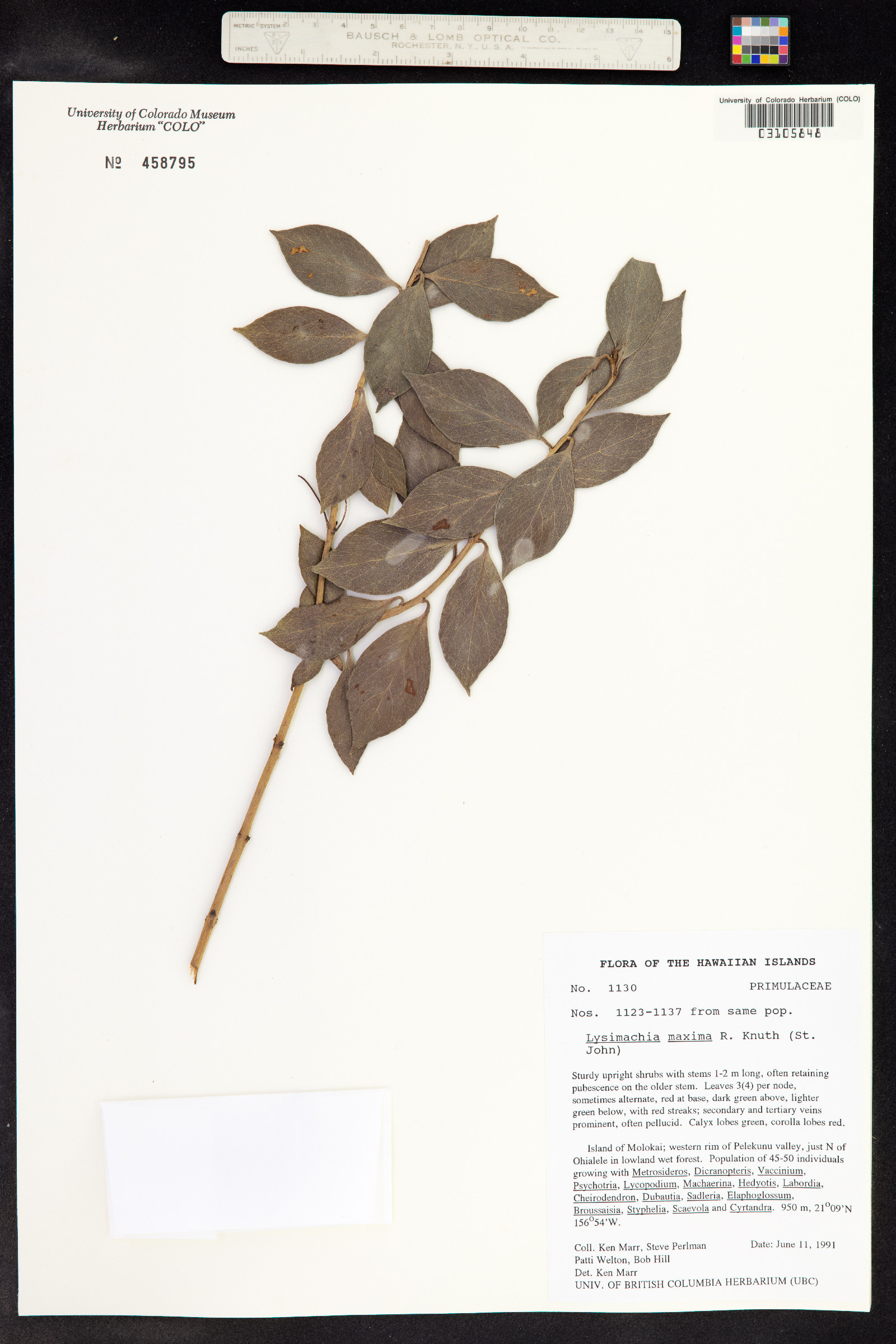 Lysimachia maxima image
