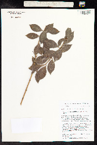 Image of Lysimachia maxima