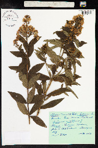Lysimachia vulgaris image