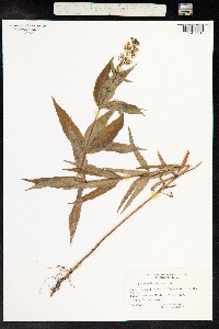 Lysimachia vulgaris image