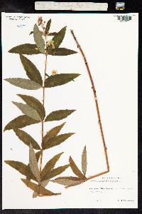 Lysimachia vulgaris image