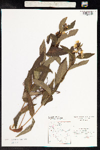 Lysimachia vulgaris image