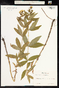 Lysimachia vulgaris image