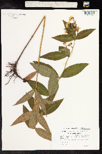 Lysimachia vulgaris image