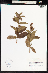 Lysimachia vulgaris image