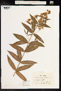 Lysimachia vulgaris image