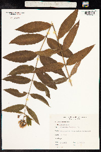 Lysimachia vulgaris image