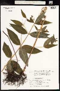Lysimachia vulgaris image