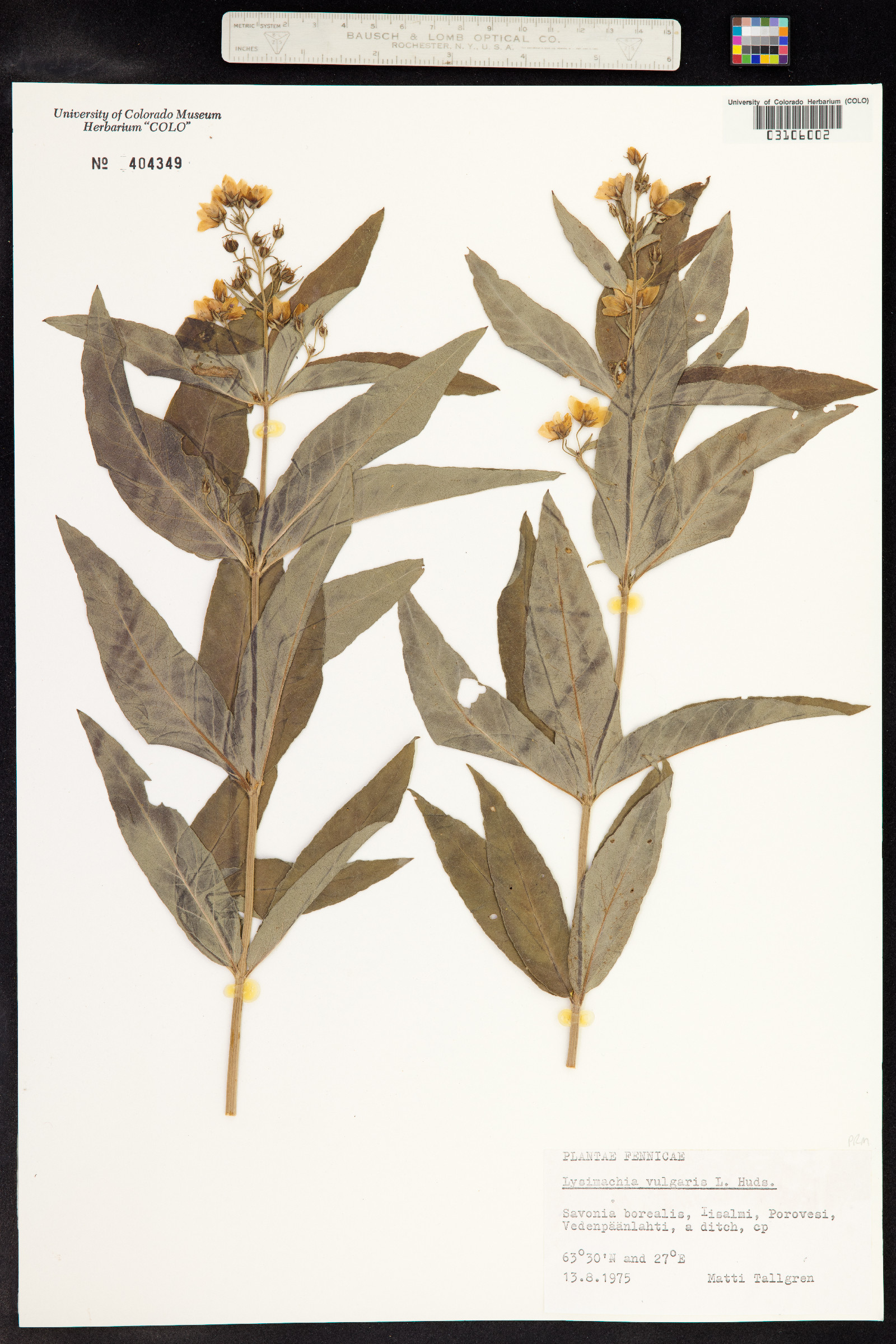 Lysimachia vulgaris image