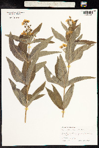 Lysimachia vulgaris image
