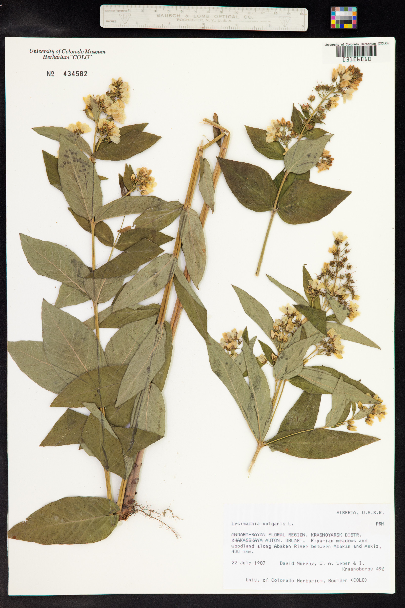 Lysimachia image