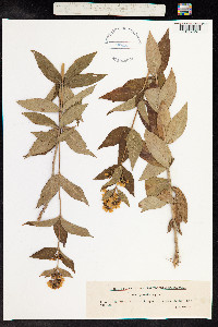 Lysimachia vulgaris image