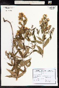 Lysimachia vulgaris image