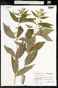Lysimachia vulgaris image