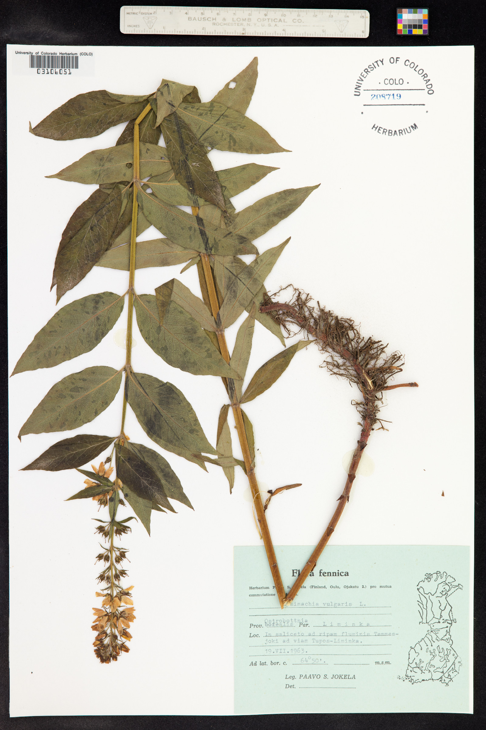 Lysimachia vulgaris image