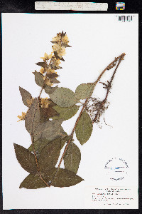 Lysimachia punctata image