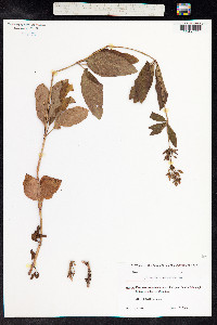 Lysimachia punctata image