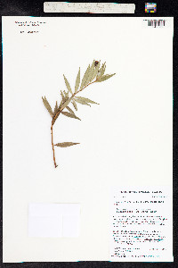 Lysimachia remyi image