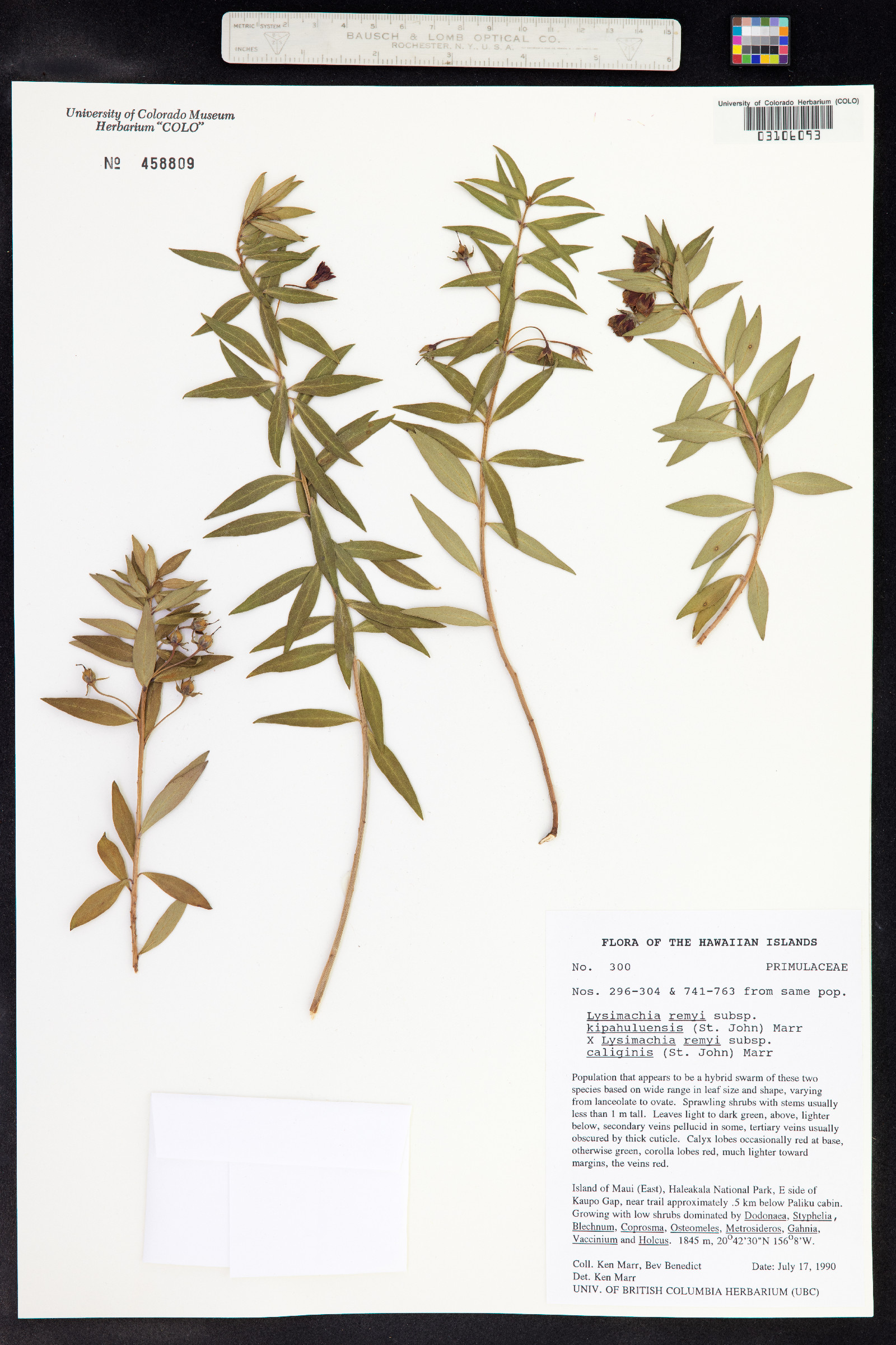 Lysimachia remyi image