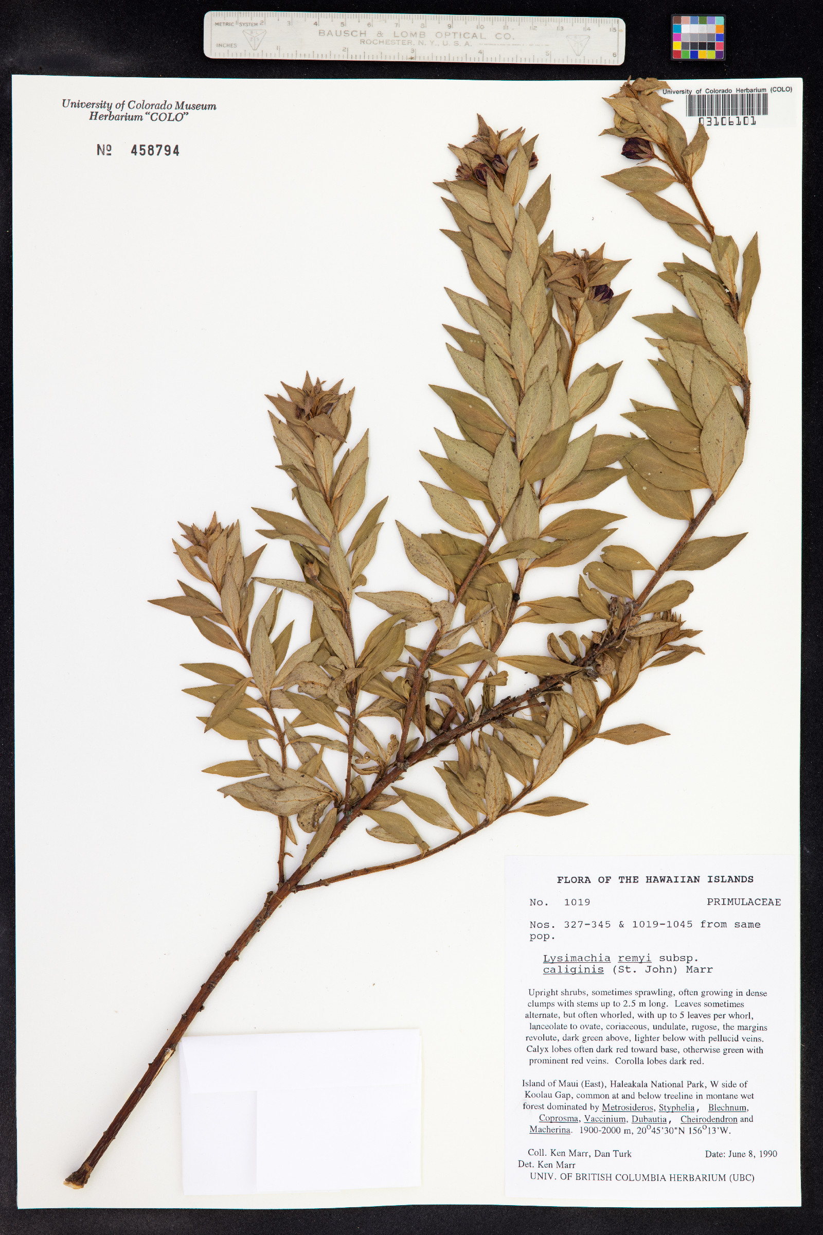 Lysimachia remyi image