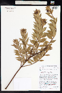 Lysimachia remyi image