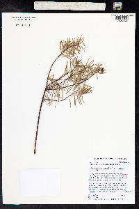 Lysimachia remyi image