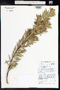 Lysimachia remyi image