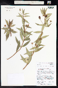 Lysimachia remyi image