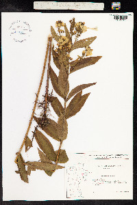 Lysimachia vulgaris image