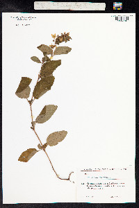 Image of Lysimachia punctata