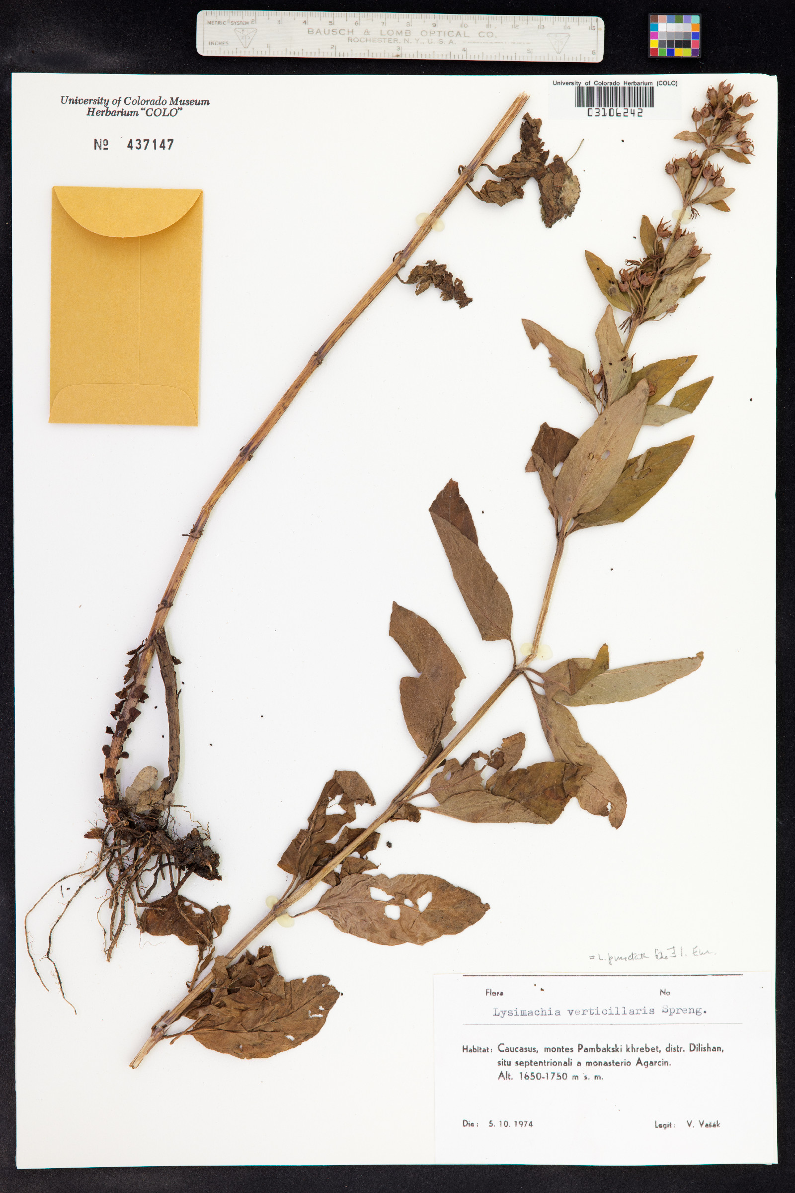 Lysimachia punctata image