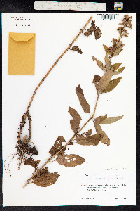 Lysimachia punctata image