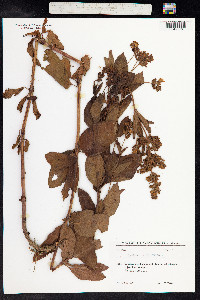 Lysimachia punctata image