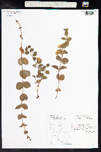 Lysimachia nummularia image