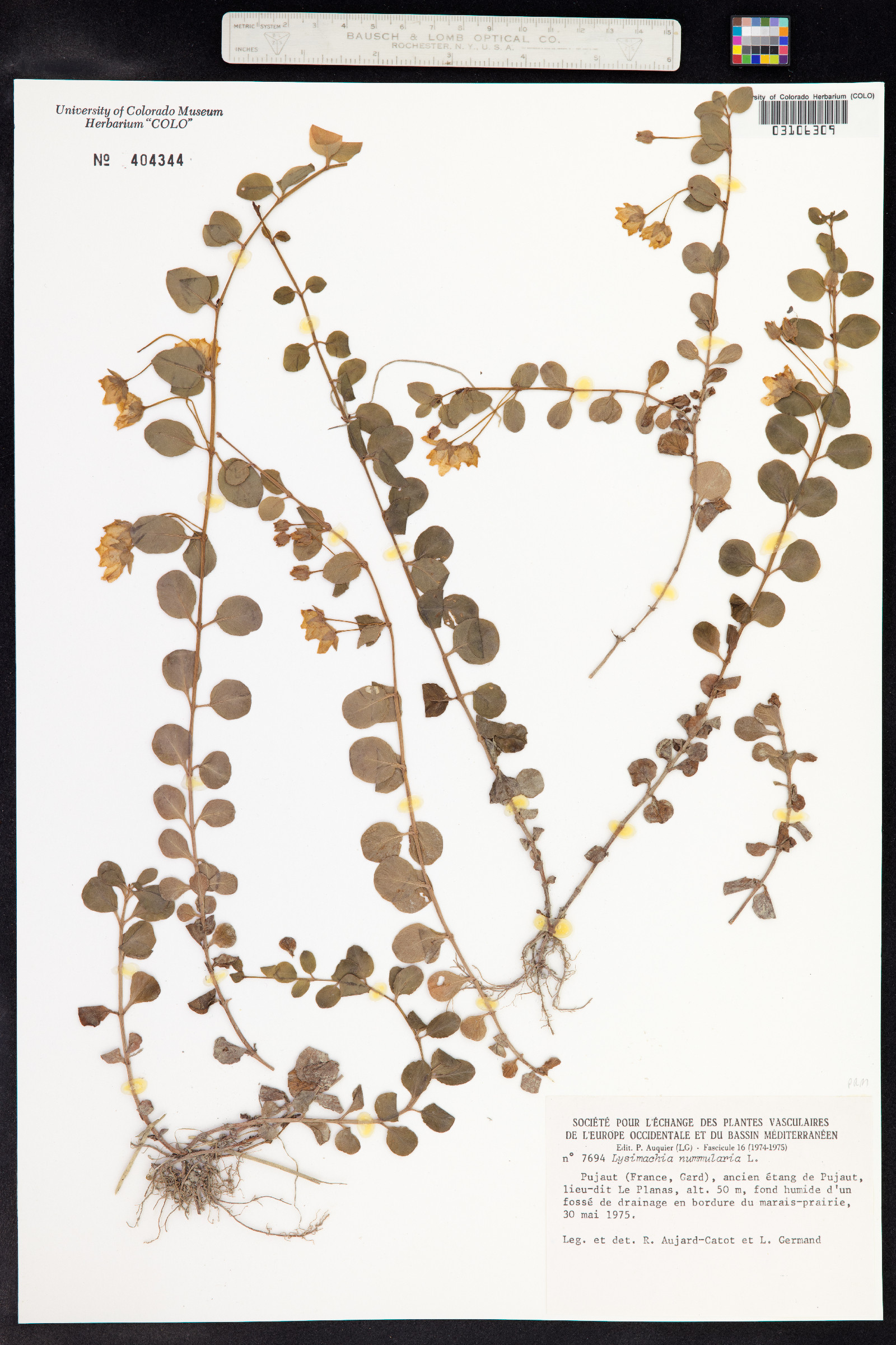 Lysimachia nummularia image